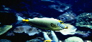 L "m-map-cyb-szo-izu-4" (130*60sNZ)